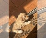 Puppy Blue Collar Goldendoodle-Poodle (Standard) Mix