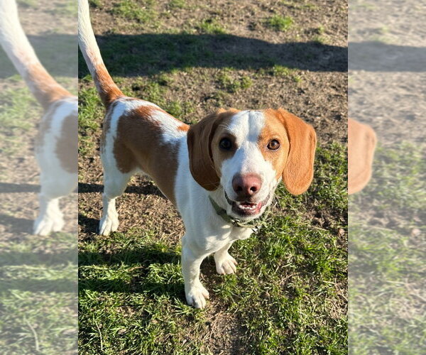 Medium Photo #2 Beagle-Unknown Mix Puppy For Sale in South Bend, IN, USA