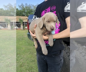 Labrador Retriever Puppy for Sale in OCALA, Florida USA