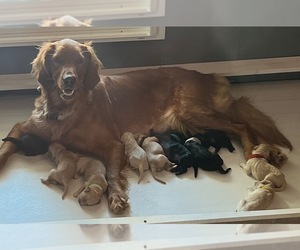 Mother of the Goldendoodle puppies born on 09/27/2023