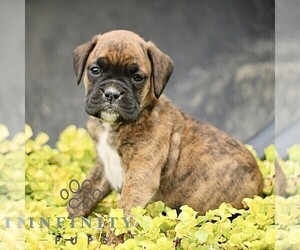 Boxer Puppy for sale in GORDONVILLE, PA, USA