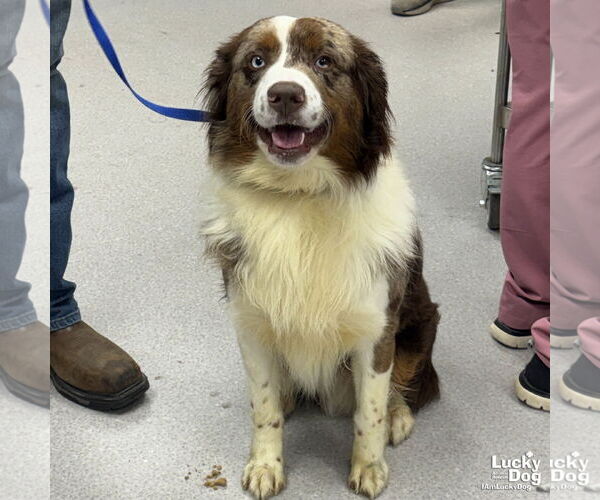 Medium Photo #2 Australian Shepherd-Unknown Mix Puppy For Sale in Washington, DC, USA