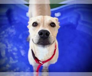 TITUS - Male Labrador Retriever Dog for Adoption - Photo #3