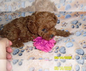 Poodle (Toy) Puppy for sale in DULUTH, GA, USA