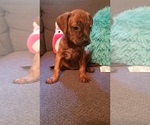 Puppy 4 Bullmastiff-Bullypit Mix