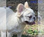 Small Photo #1 French Bulldog Puppy For Sale in PORTSMOUTH, VA, USA