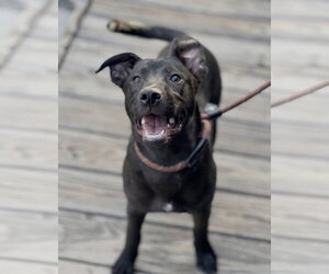 Elle - Female Mutt Dog for Adoption - Photo #24