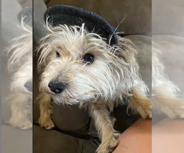 Medium Photo #5 Mutt Puppy For Sale in San Diego, CA, USA