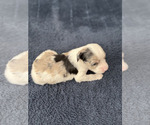 Small Photo #14 Aussiedoodle Puppy For Sale in VAIL, AZ, USA