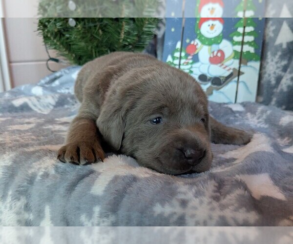 Medium Photo #18 Labrador Retriever Puppy For Sale in PALMYRA, VA, USA