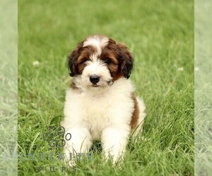 Bernedoodle (Miniature) Puppy for sale in NEW HOLLAND, PA, USA