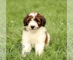 Small Bernedoodle (Miniature)