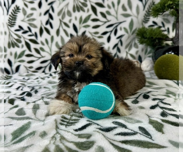 Medium Photo #4 Shorkie Tzu Puppy For Sale in GREENFIELD, IN, USA