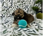 Small #3 Shorkie Tzu
