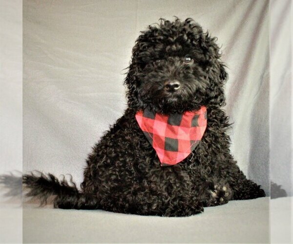 Medium Photo #1 Goldendoodle-Poodle (Miniature) Mix Puppy For Sale in HOLDEN, MO, USA