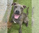 Small #1 American Pit Bull Terrier