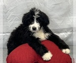 Small #3 Bernedoodle