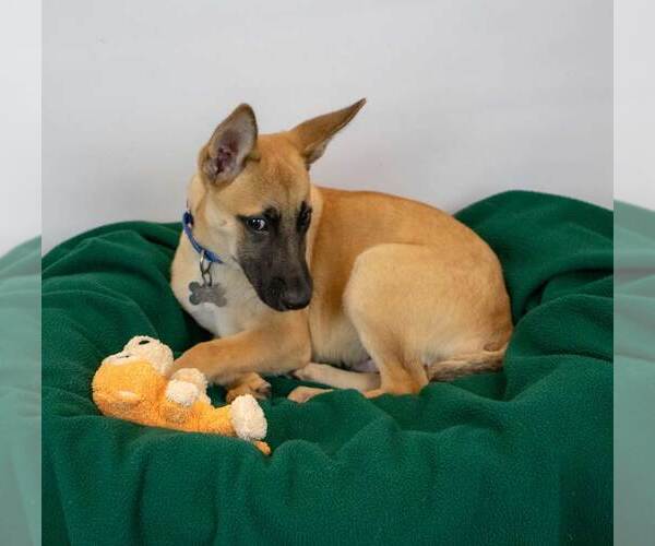 Medium Photo #3 Mutt Puppy For Sale in Kennesaw, GA, USA