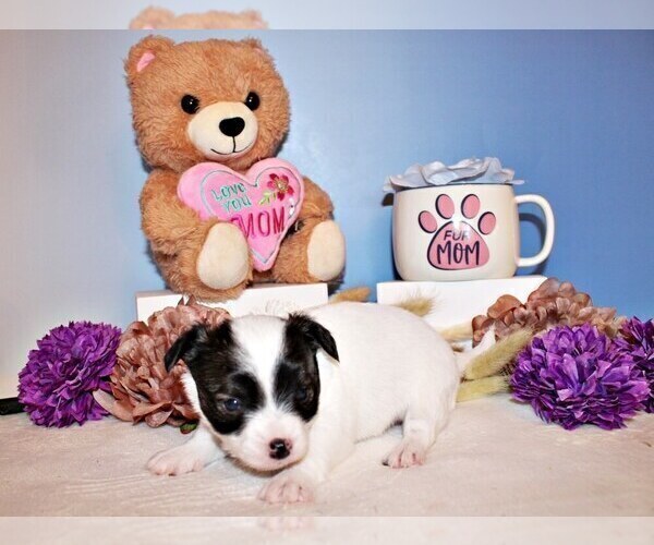 Medium Photo #2 Chihuahua Puppy For Sale in CHARLESTON, AR, USA
