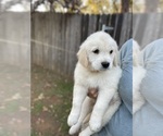 Small Photo #2 Golden Retriever Puppy For Sale in MEADOW VISTA, CA, USA