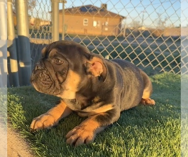 Medium Photo #27 English Bulldog Puppy For Sale in WEST HOLLYWOOD, CA, USA