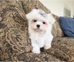 Small Photo #11 Maltese Puppy For Sale in SANTA CLARITA, CA, USA