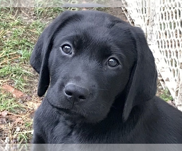 Medium Photo #1 Labrador Retriever Puppy For Sale in NORWALK, CT, USA