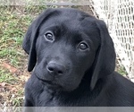 Small Photo #1 Labrador Retriever Puppy For Sale in NORWALK, CT, USA