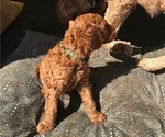 Small Photo #8 Poodle (Standard) Puppy For Sale in JOPLIN, MO, USA