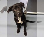 Small #26 American Pit Bull Terrier-Labrador Retriever Mix