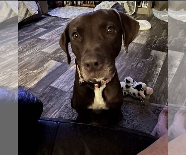 Medium Photo #1 Labrador Retriever-Unknown Mix Puppy For Sale in Oakhurst, NJ, USA