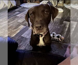 Labrador Retriever-Unknown Mix Dogs for adoption in Oakhurst, NJ, USA