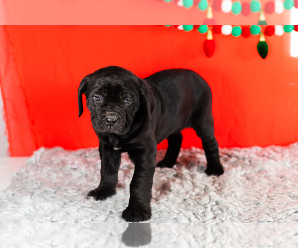 Medium Photo #8 Cane Corso Puppy For Sale in BOURBON, IN, USA