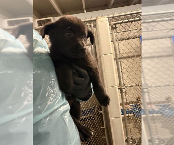 Medium Photo #1 German Shepherd Dog-Unknown Mix Puppy For Sale in Stockton, CA, USA