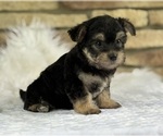 Small #6 Morkie