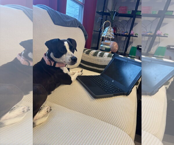 Medium Photo #14 Jack Russell Terrier-Unknown Mix Puppy For Sale in Rockaway, NJ, USA
