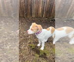 Small #19 German Shorthaired Lab