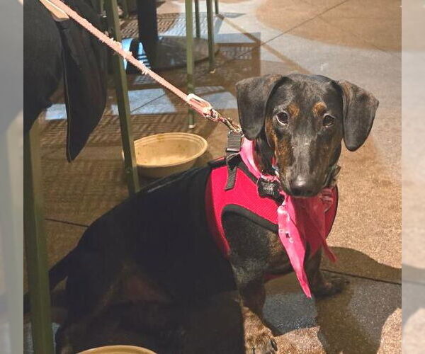 Medium Photo #2 Bull Terrier-Dachshund Mix Puppy For Sale in Los Angeles, CA, USA