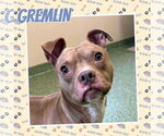 Small #1 American Pit Bull Terrier Mix