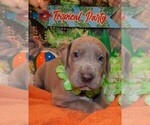 Small Photo #117 Great Dane Puppy For Sale in SPRAGGS, PA, USA