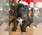 Small Photo #23 F2 Aussiedoodle Puppy For Sale in ARBA, IN, USA