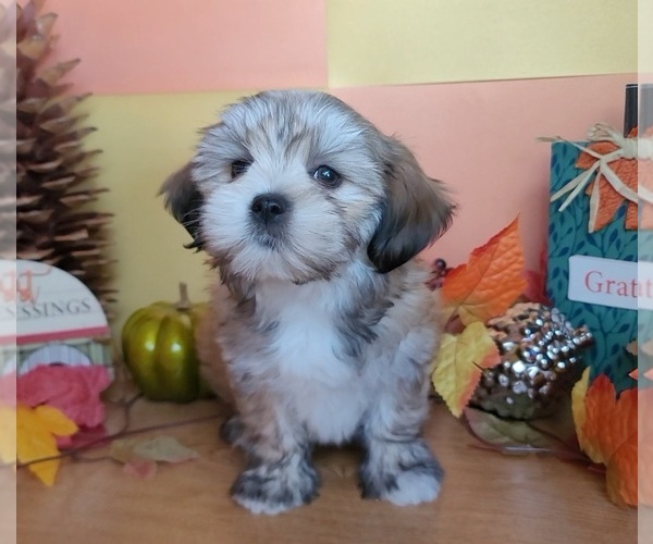 Medium Photo #5 Lhasa Apso Puppy For Sale in PHOENIX, AZ, USA