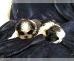 Small #6 Shih Tzu
