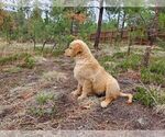 Small Photo #16 Golden Retriever Puppy For Sale in PEYTON, CO, USA