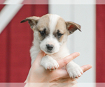 Small #2 Pembroke Welsh Corgi