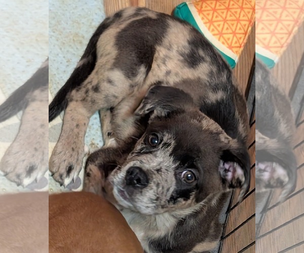 Medium Photo #3 Mutt Puppy For Sale in Holly Springs, NC, USA