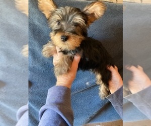 Yorkshire Terrier Puppy for sale in AMSTERDAM, MO, USA