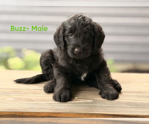 Medium Labradoodle