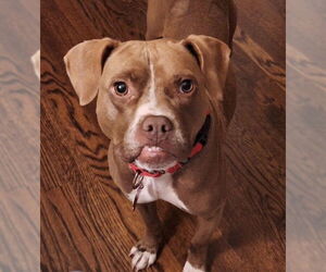 American Staffordshire Terrier-Unknown Mix Dogs for adoption in Holly Springs, NC, USA