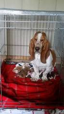 Mother of the Basset Hound puppies born on 07/08/2017